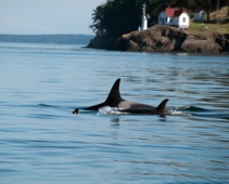 Vancouver whale watching